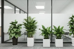 大型办公区绿植租赁挑战多？分区治理策略攻克难题