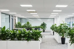 绿植租赁中的风险如何防范？完善预案确保服务品质